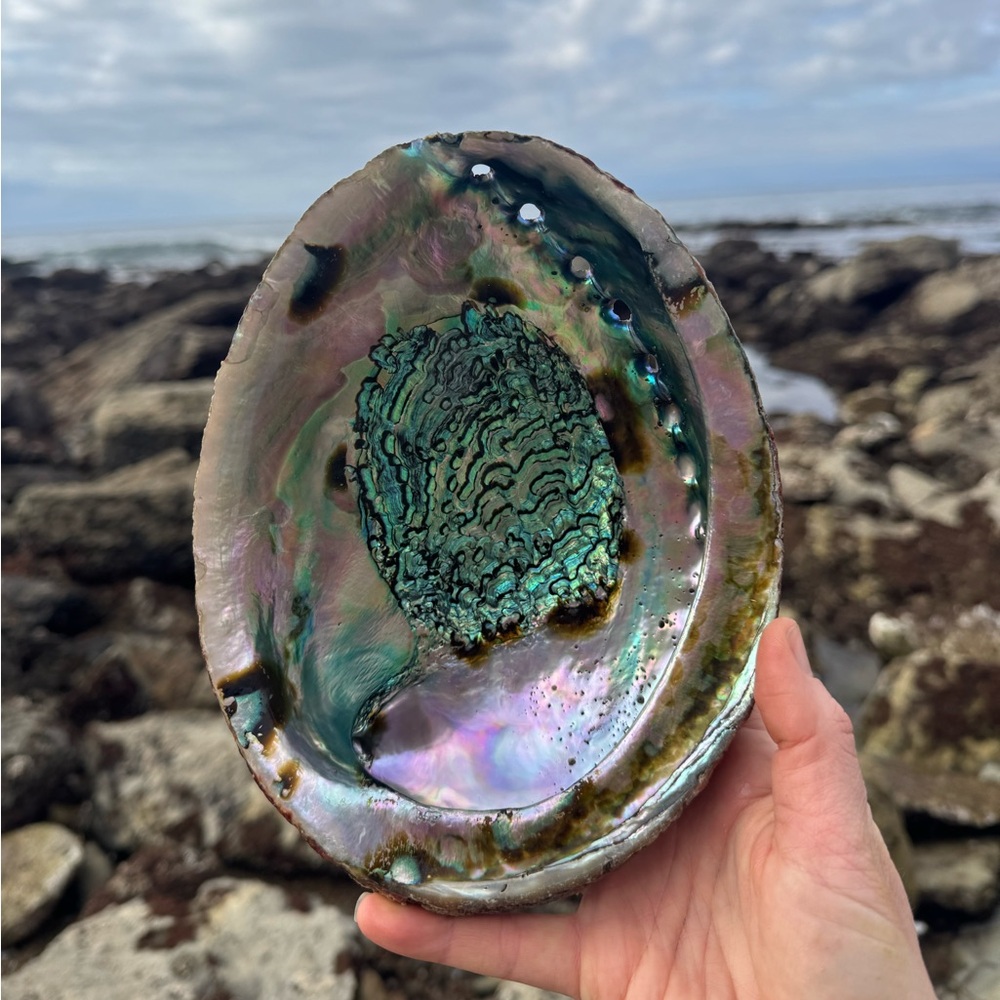 Abalone shell from Southern California
